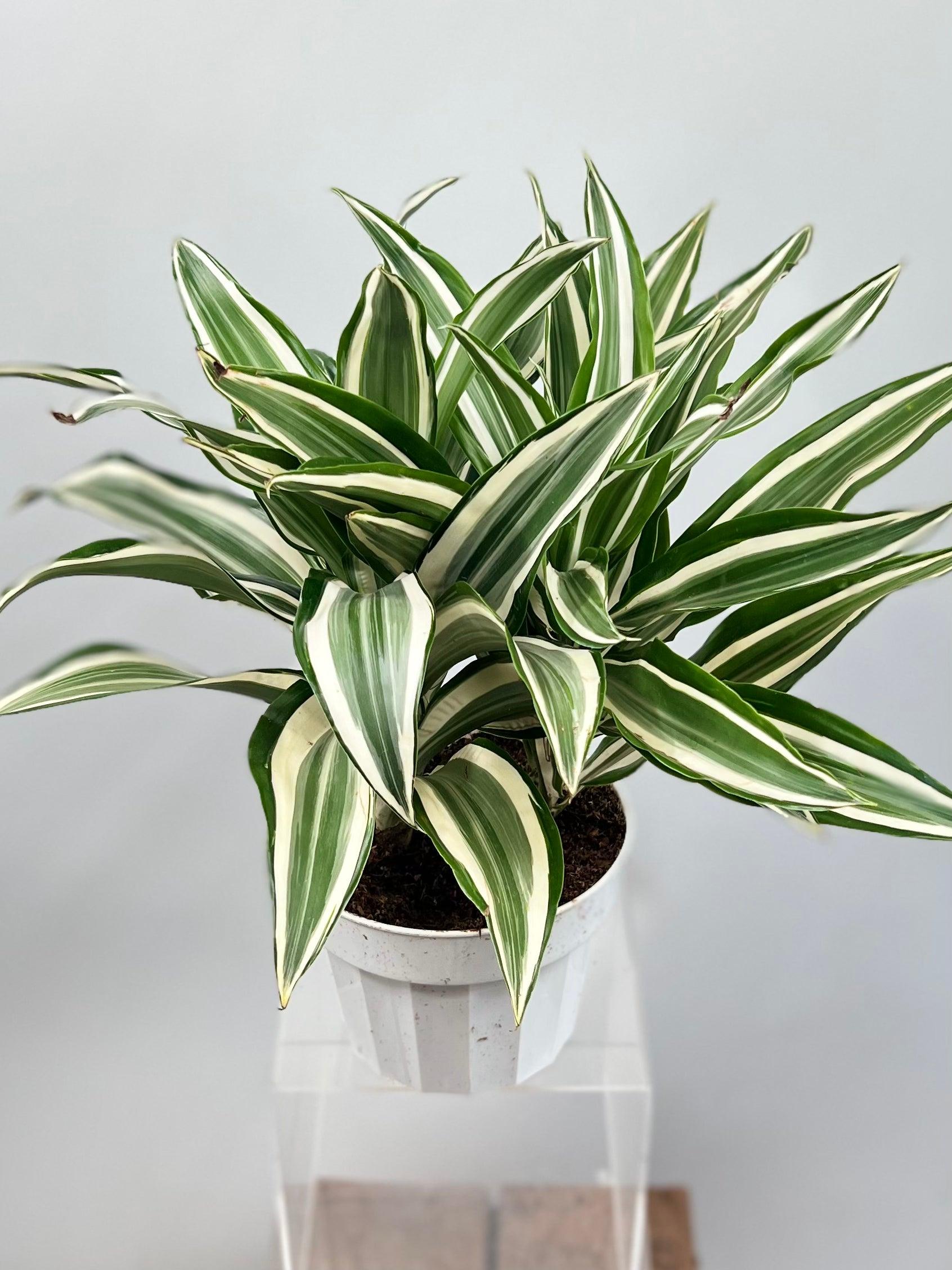 Dracaena 'white Bird' Cane - View 7 from www redcrocus com