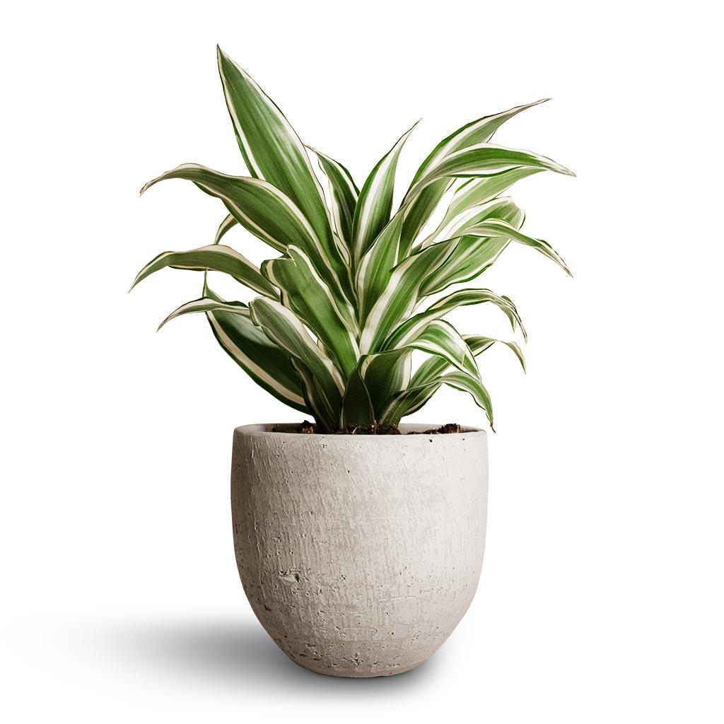 Dracaena 'white Bird' Cane - View 8 from www redcrocus com