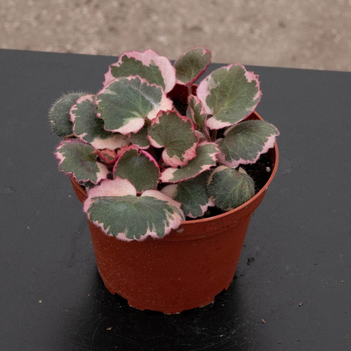 Saxifraga Stolonifera, Variegated - View 11 from www redcrocus com