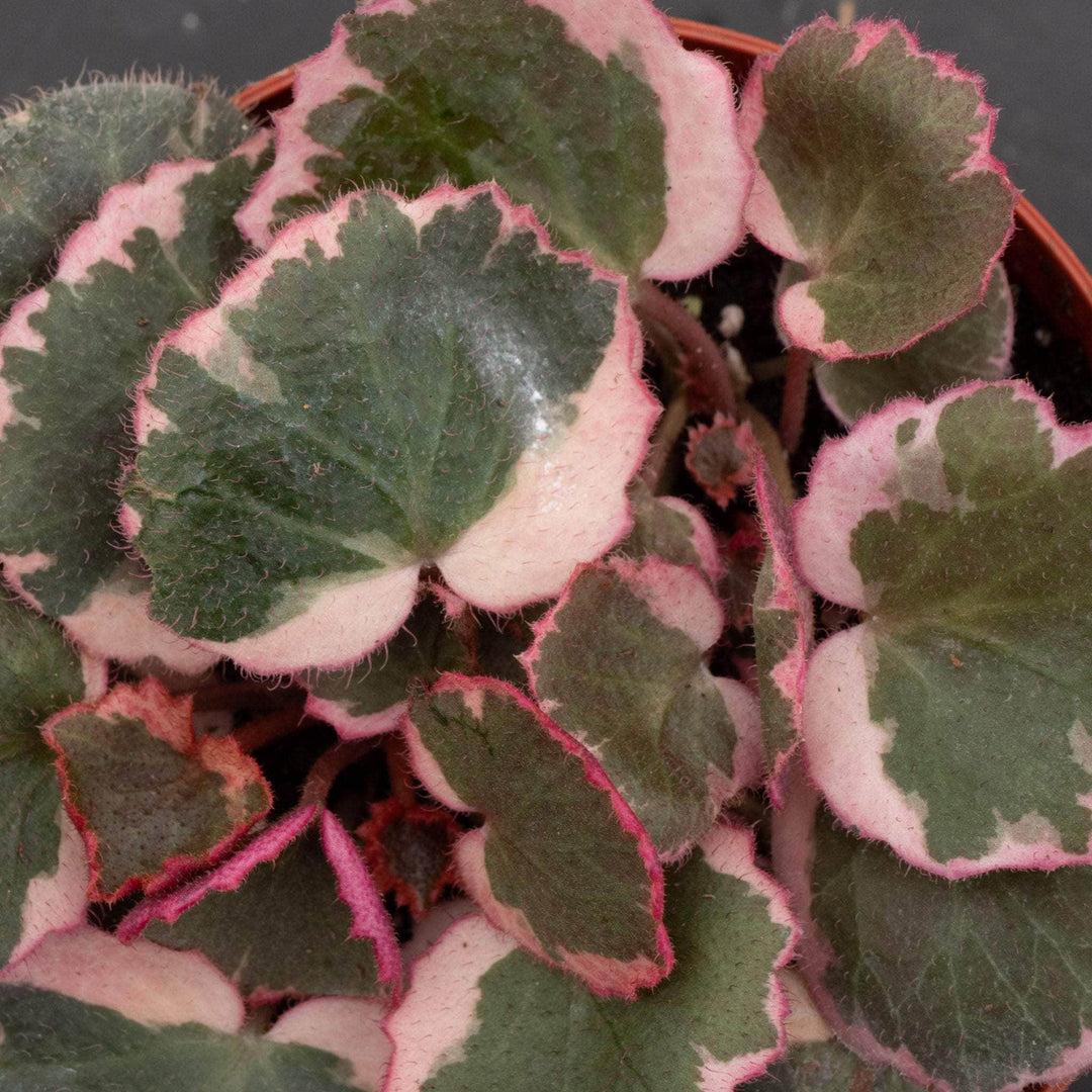 Saxifraga Stolonifera, Variegated - View 12 from www redcrocus com