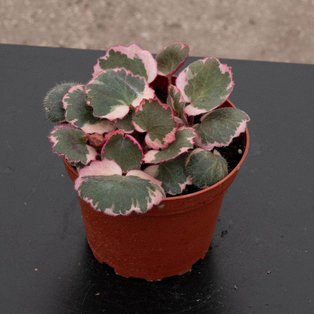 Saxifraga Stolonifera, Variegated - View 13 from www redcrocus com