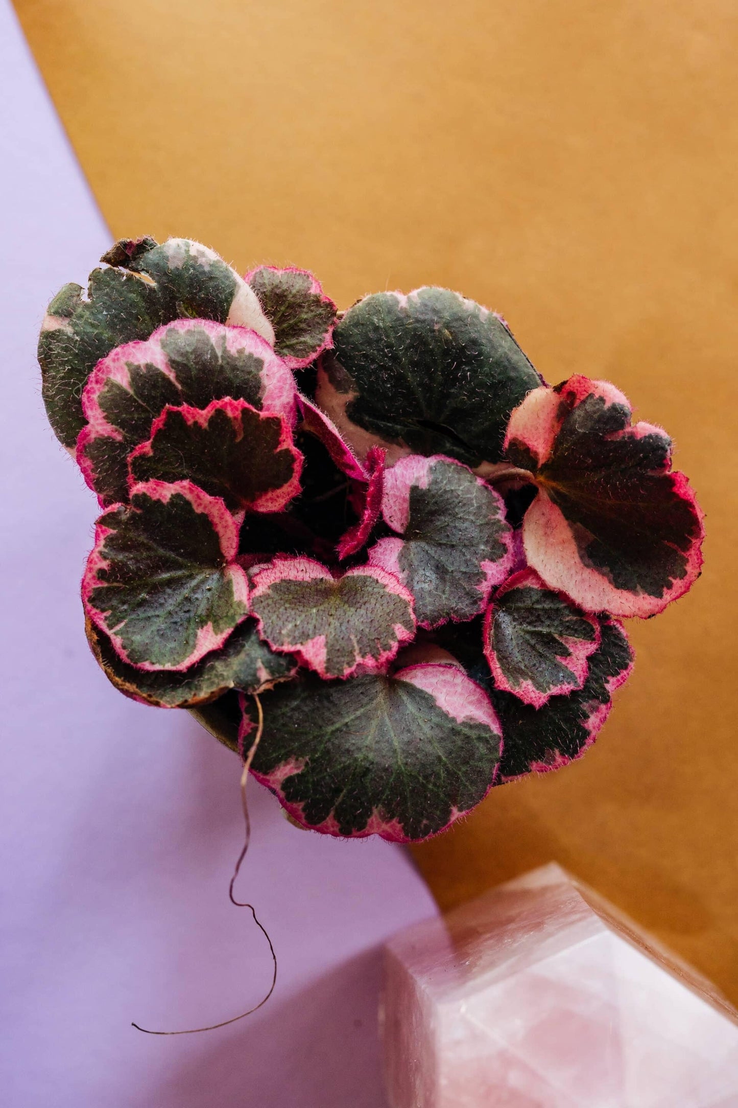 Saxifraga Stolonifera, Variegated - View 14 from www redcrocus com