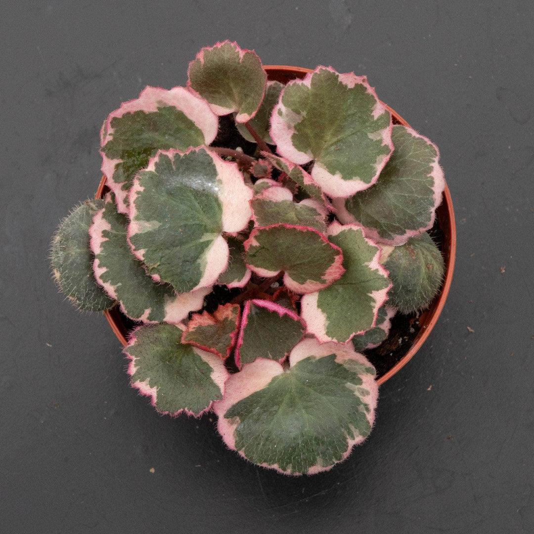 Saxifraga Stolonifera, Variegated - View 15 from www redcrocus com