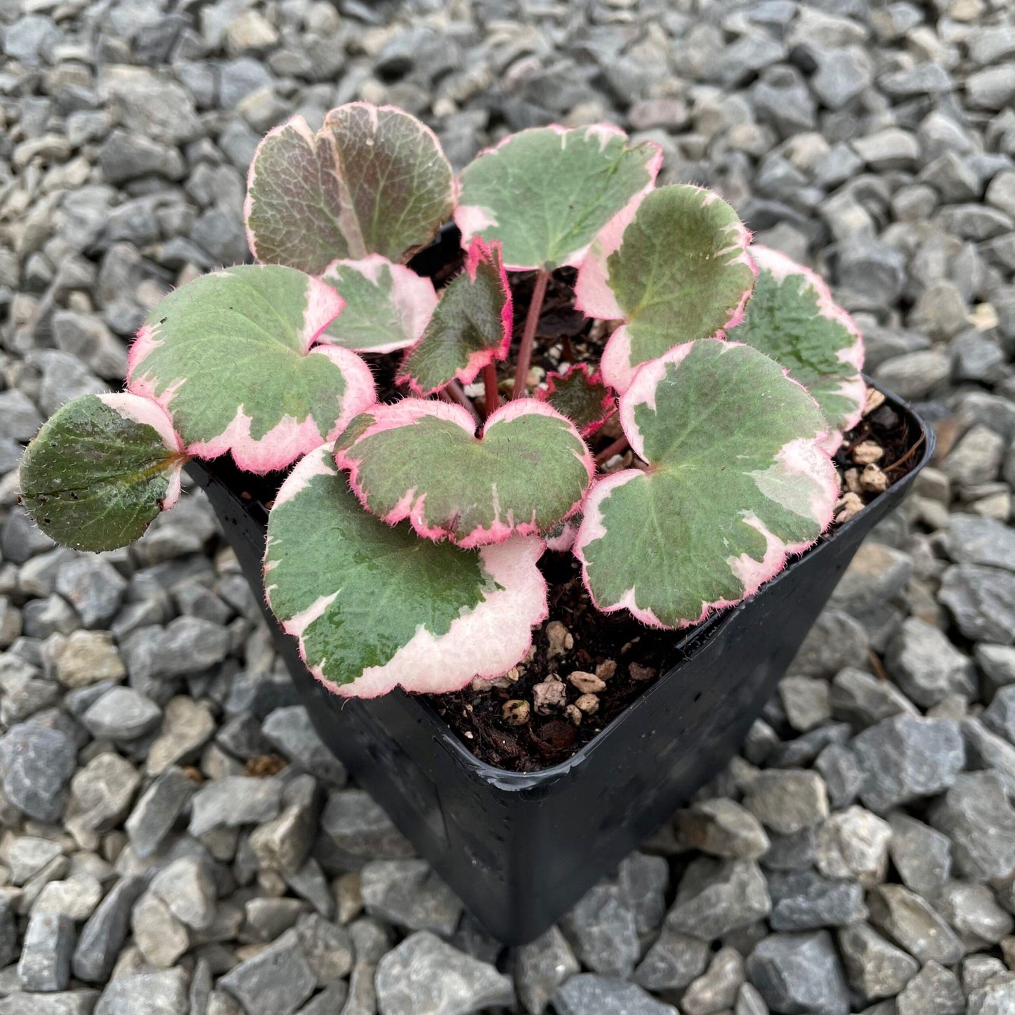 Saxifraga Stolonifera, Variegated - View 17 from www redcrocus com