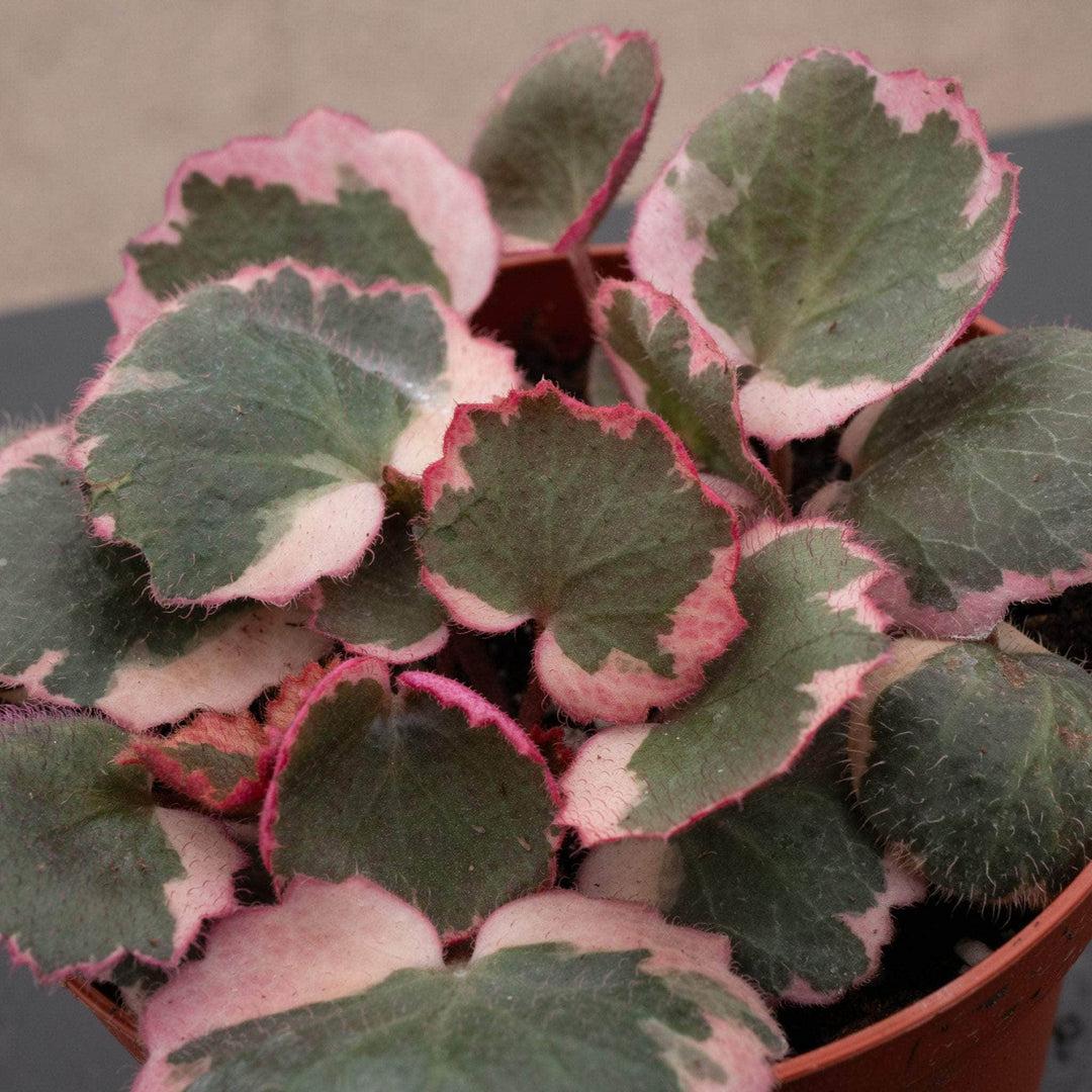Saxifraga Stolonifera, Variegated - View 1 from www redcrocus com