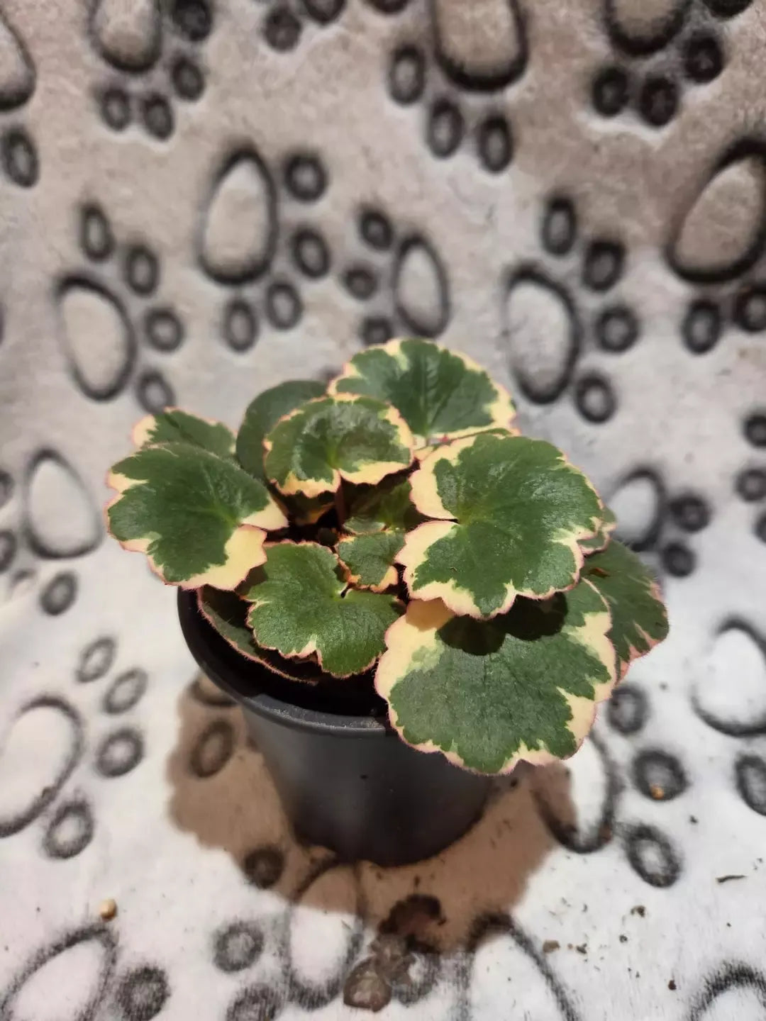 Saxifraga Stolonifera, Variegated - View 25 from www redcrocus com
