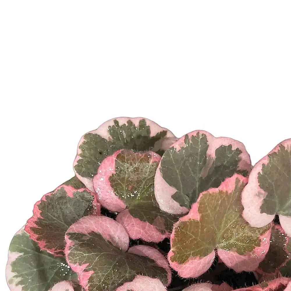 Saxifraga Stolonifera, Variegated - View 27 from www redcrocus com