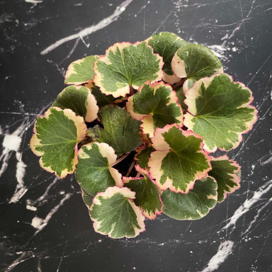 Saxifraga Stolonifera, Variegated - View 29 from www redcrocus com