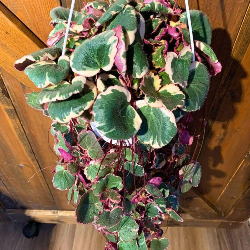 Saxifraga Stolonifera, Variegated - View 31 from www redcrocus com