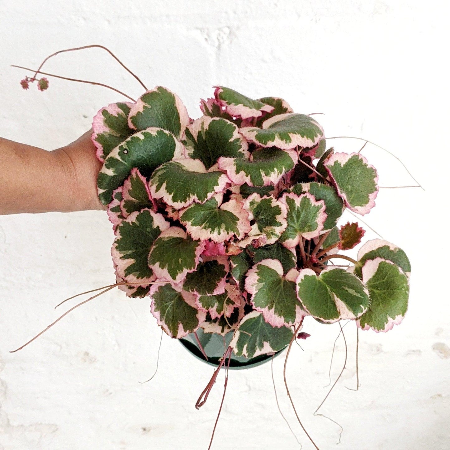 Saxifraga Stolonifera, Variegated - View 3 from www redcrocus com