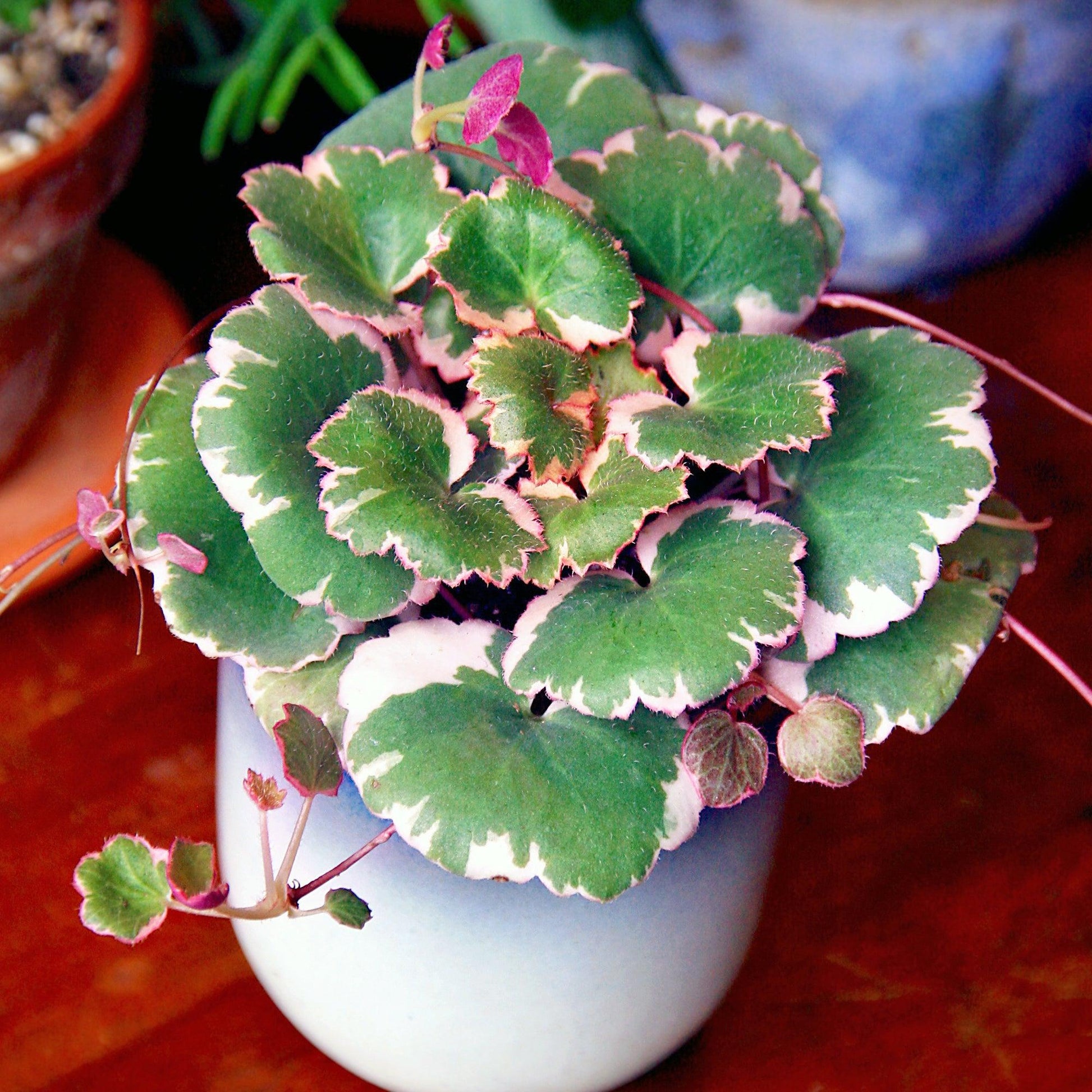 Saxifraga Stolonifera, Variegated - View 5 from www redcrocus com