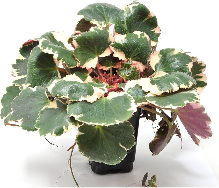 Saxifraga Stolonifera, Variegated - View 6 from www redcrocus com