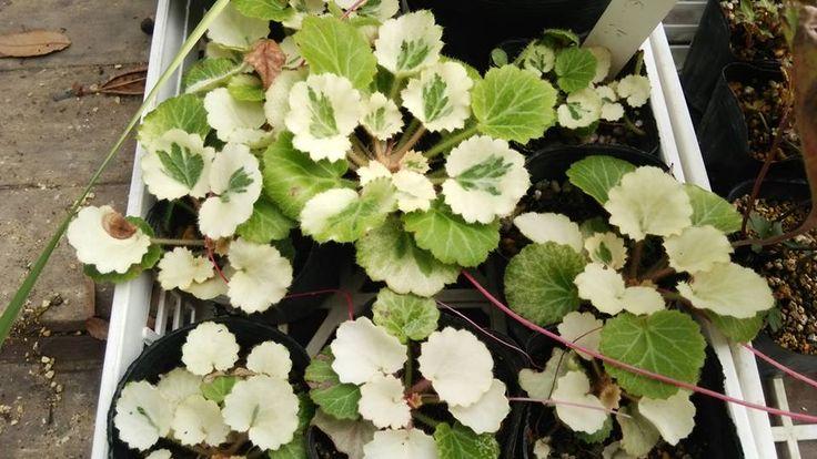 Saxifraga Stolonifera, Variegated - View 8 from www redcrocus com