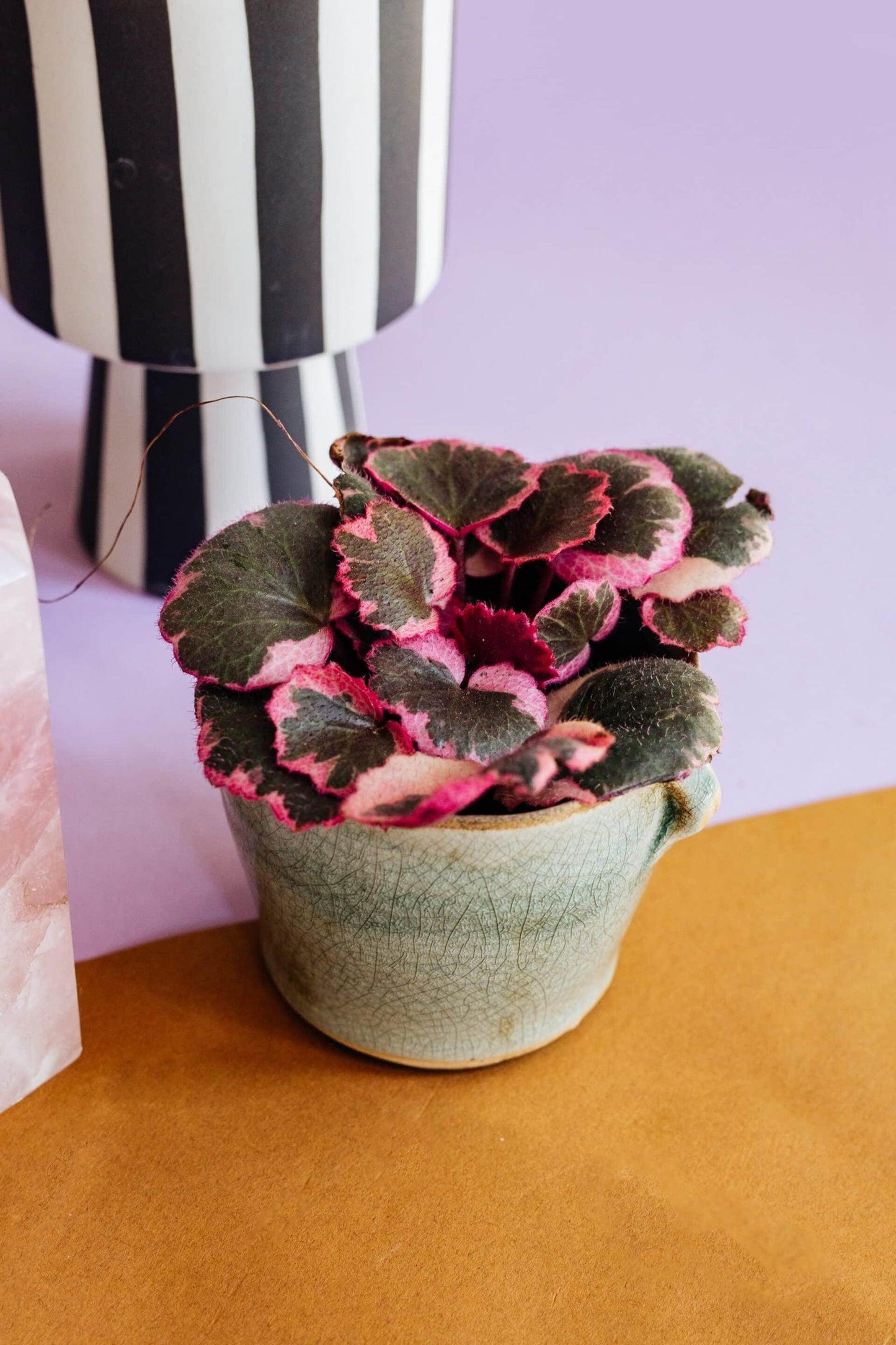 Saxifraga Stolonifera, Variegated - View 9 from www redcrocus com