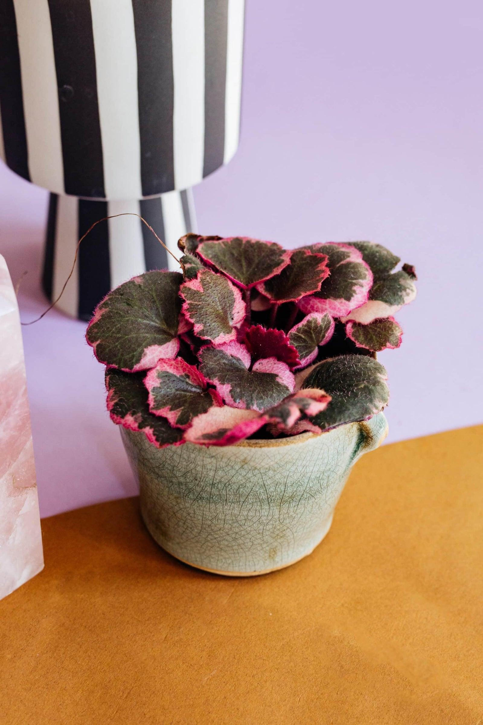 Saxifraga Stolonifera, Variegated - View 9 from www redcrocus com