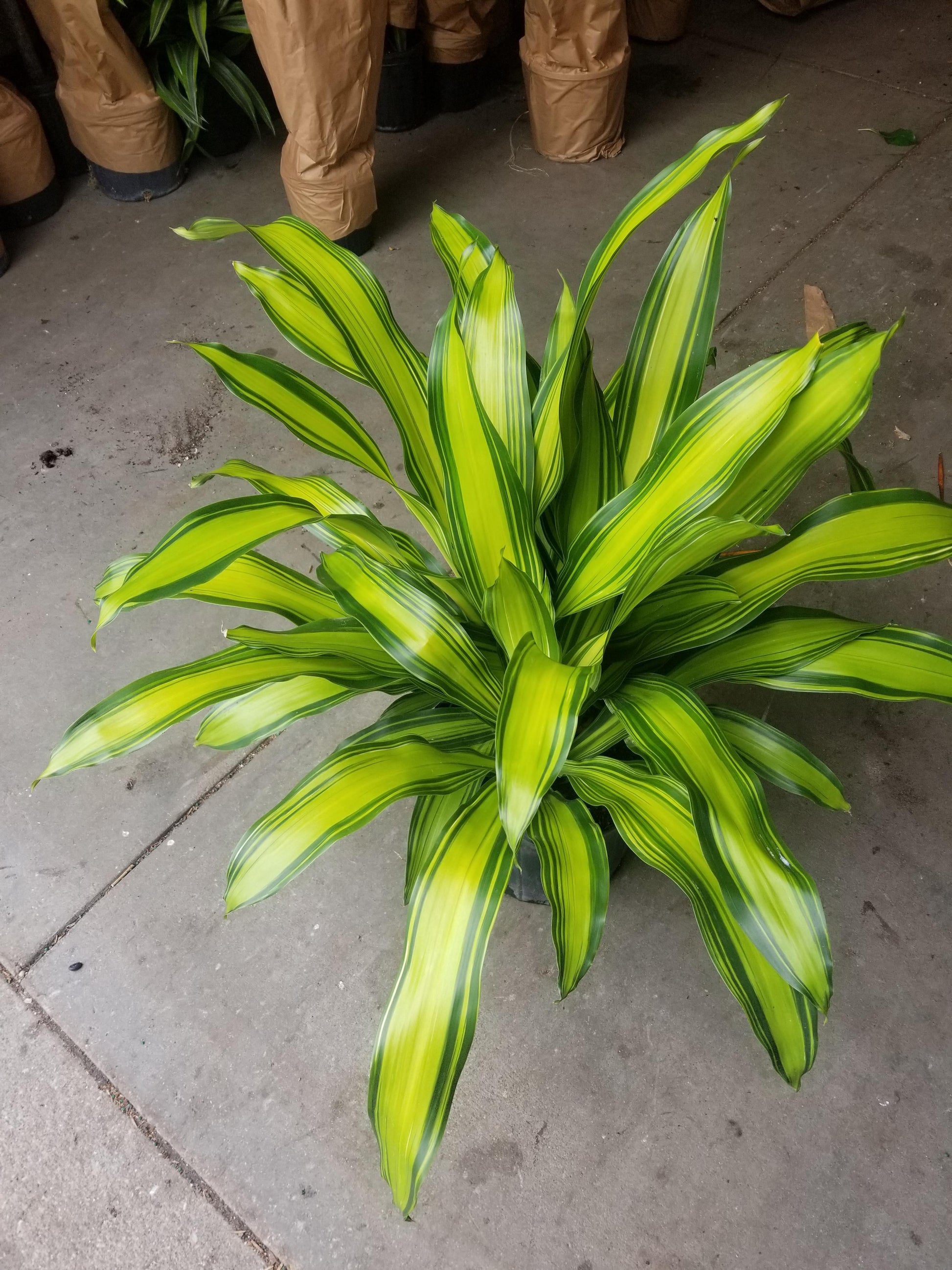Dracaena Fragrans 'marley' - View 10 from www redcrocus com