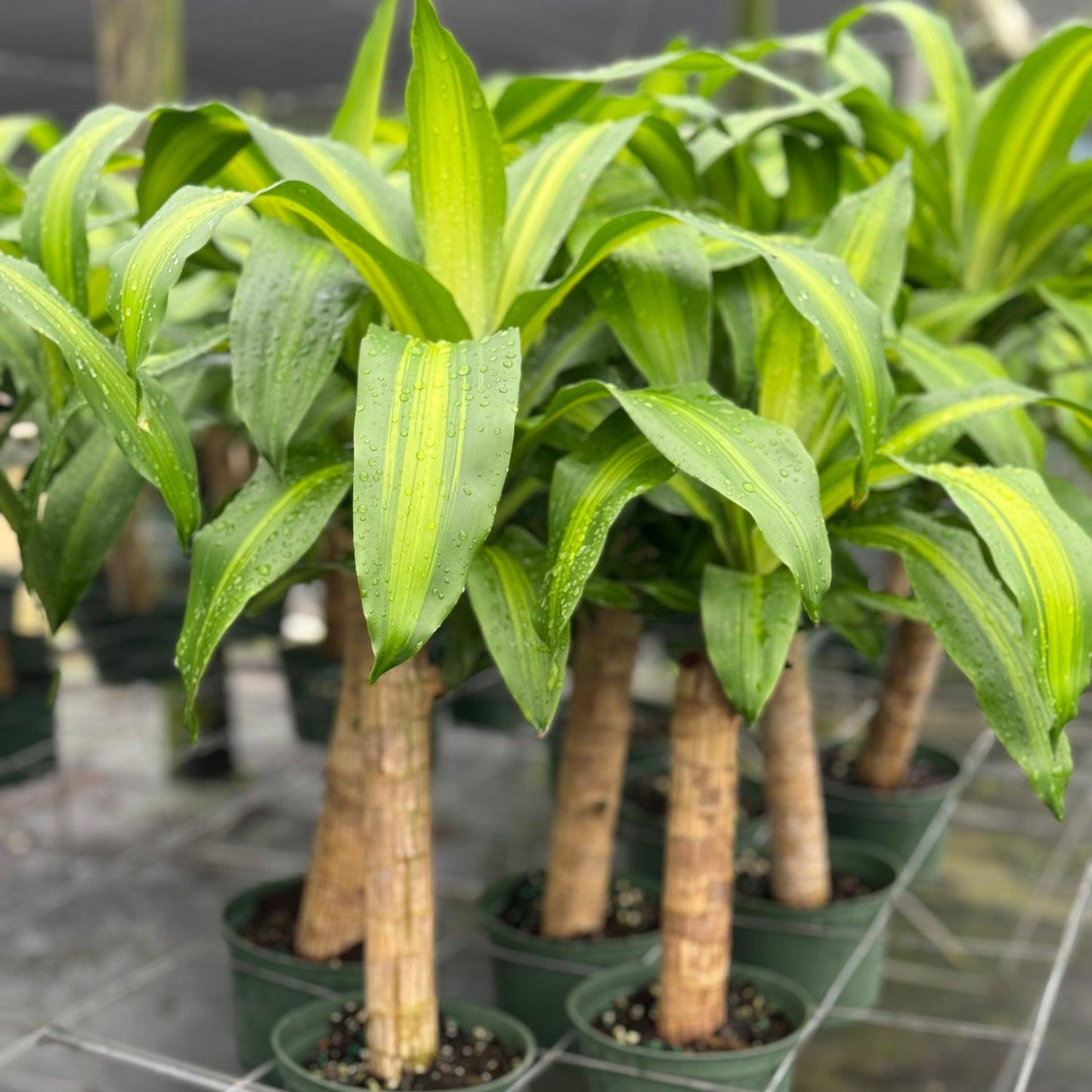 Dracaena Fragrans 'marley' - View 12 from www redcrocus com