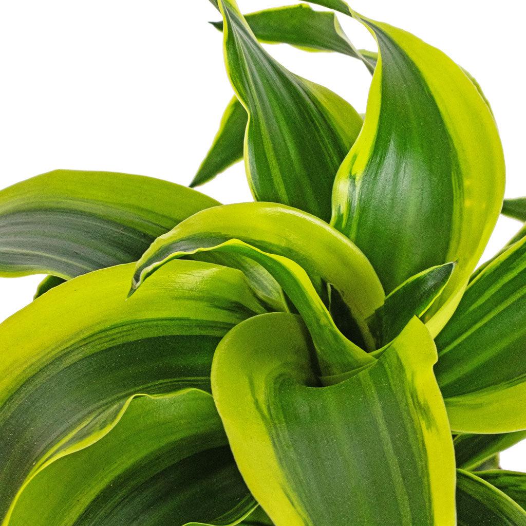 Dracaena Fragrans 'marley' - View 13 from www redcrocus com