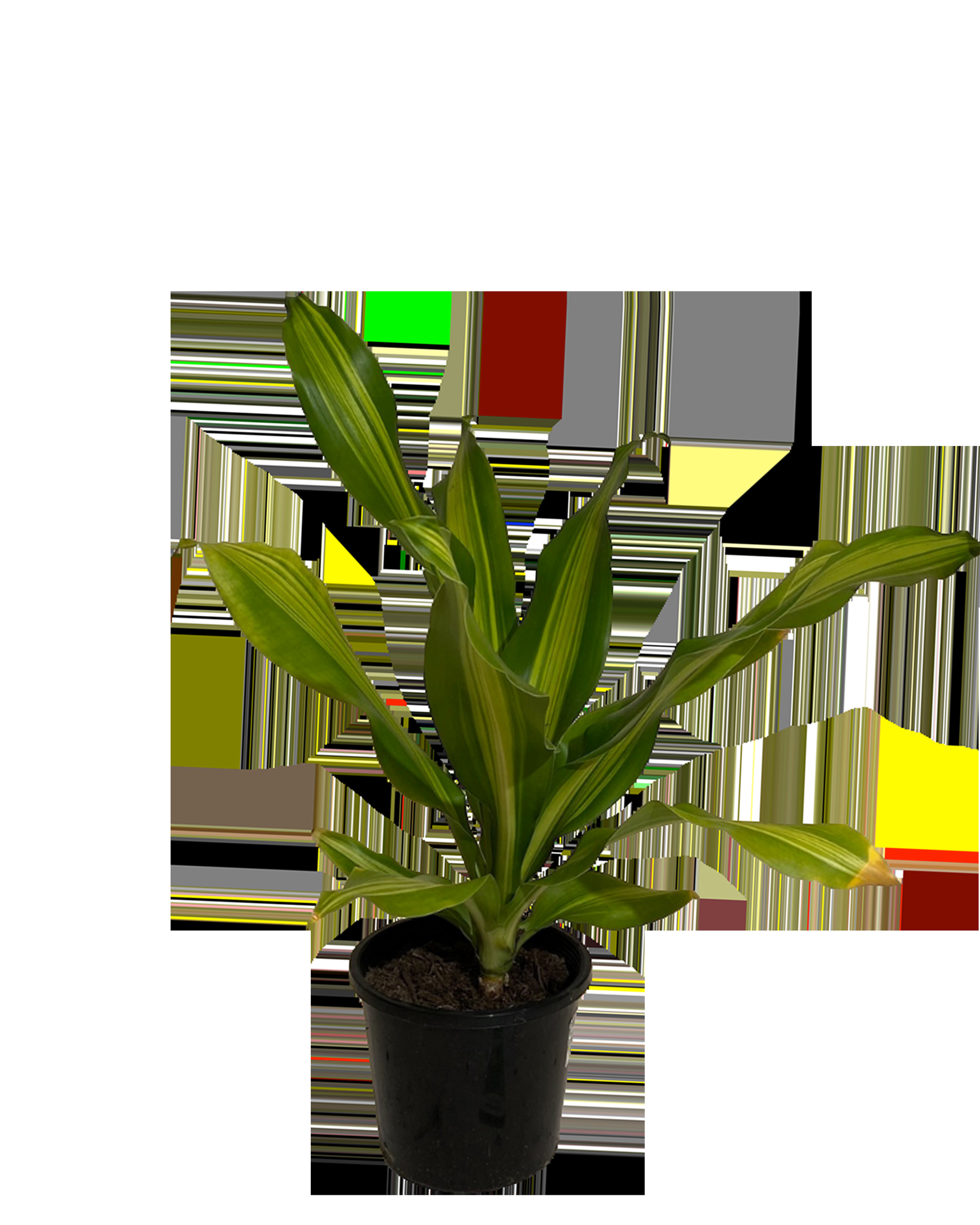 Dracaena Fragrans 'marley' - View 14 from www redcrocus com