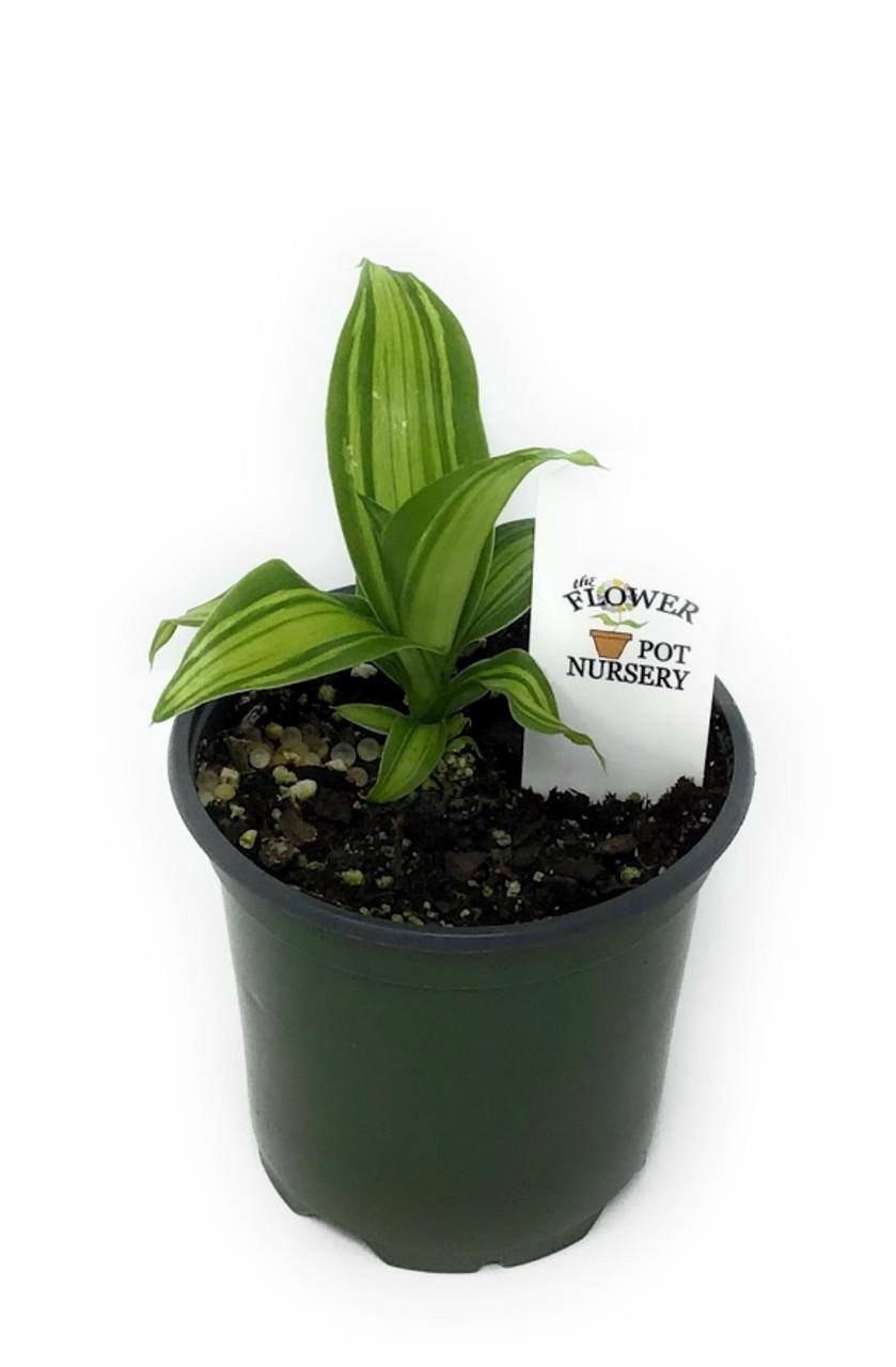 Dracaena Fragrans 'marley' - View 15 from www redcrocus com