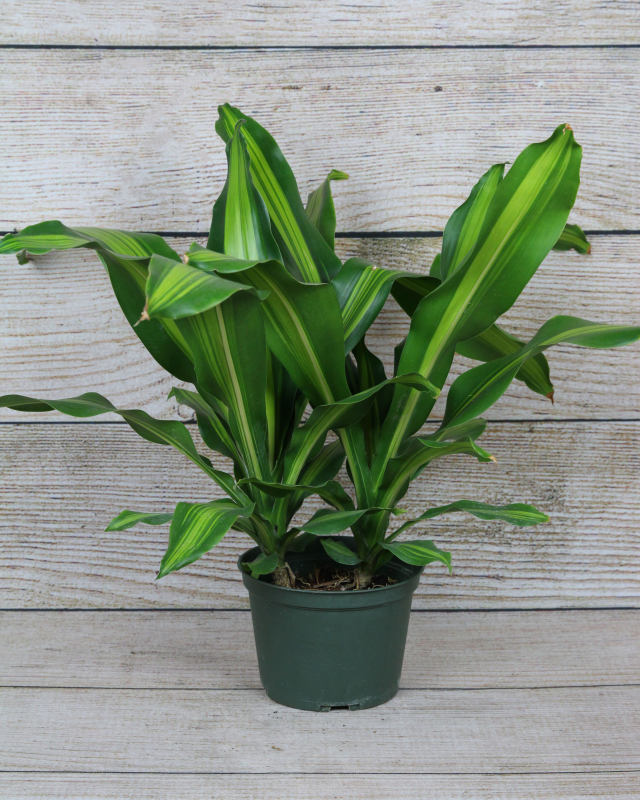 Dracaena Fragrans 'marley' - View 16 from www redcrocus com
