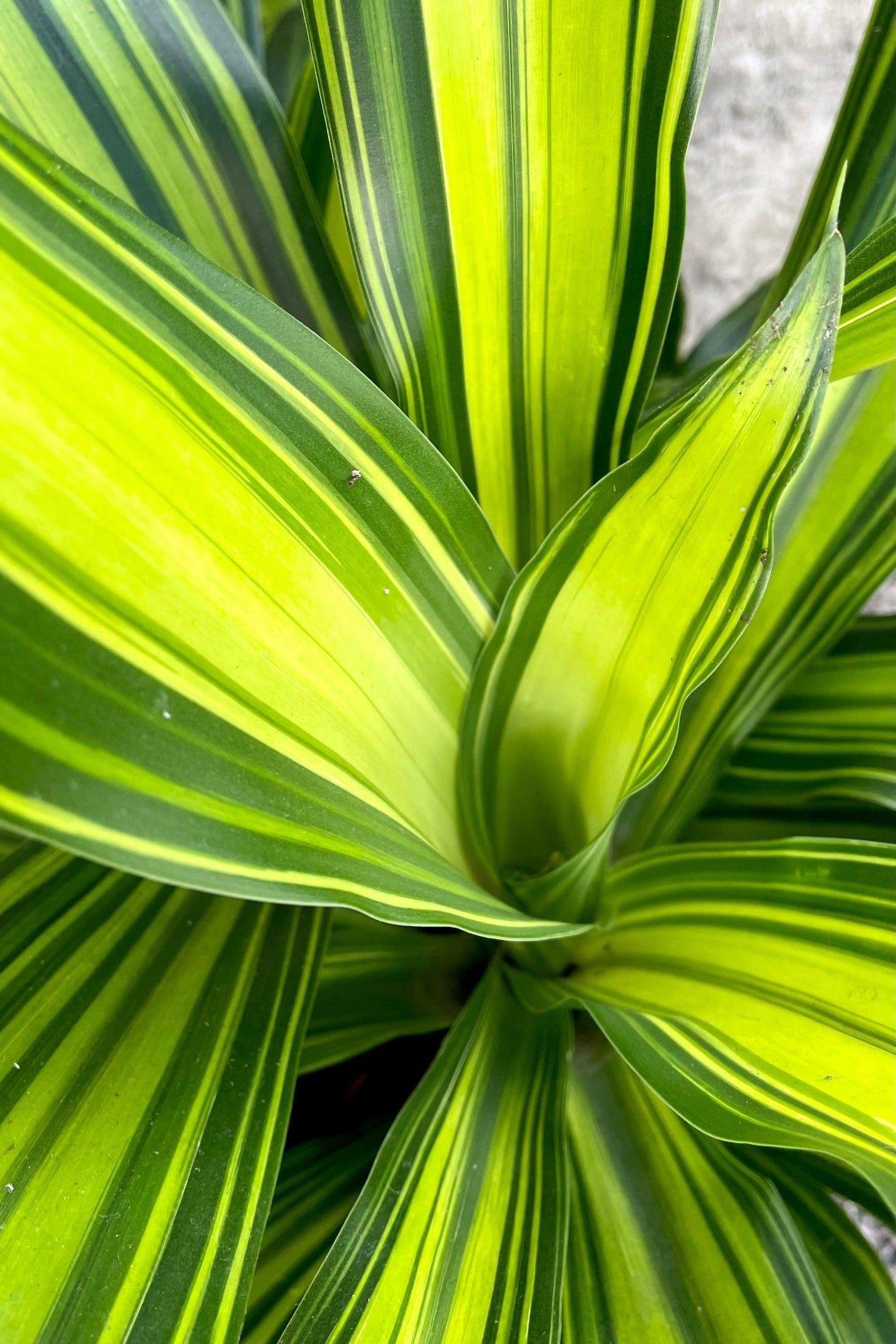 Dracaena Fragrans 'marley' - View 17 from www redcrocus com