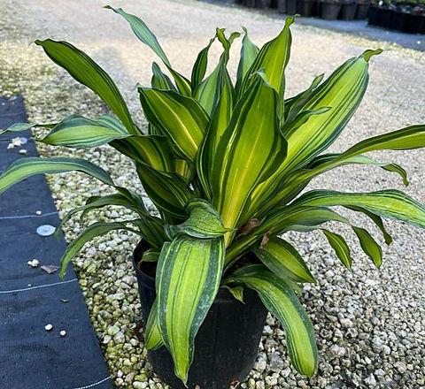 Dracaena Fragrans 'marley' - View 19 from www redcrocus com