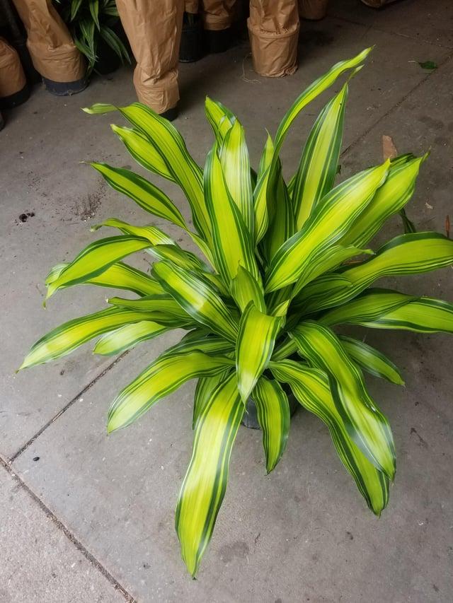 Dracaena Fragrans 'marley' - View 21 from www redcrocus com