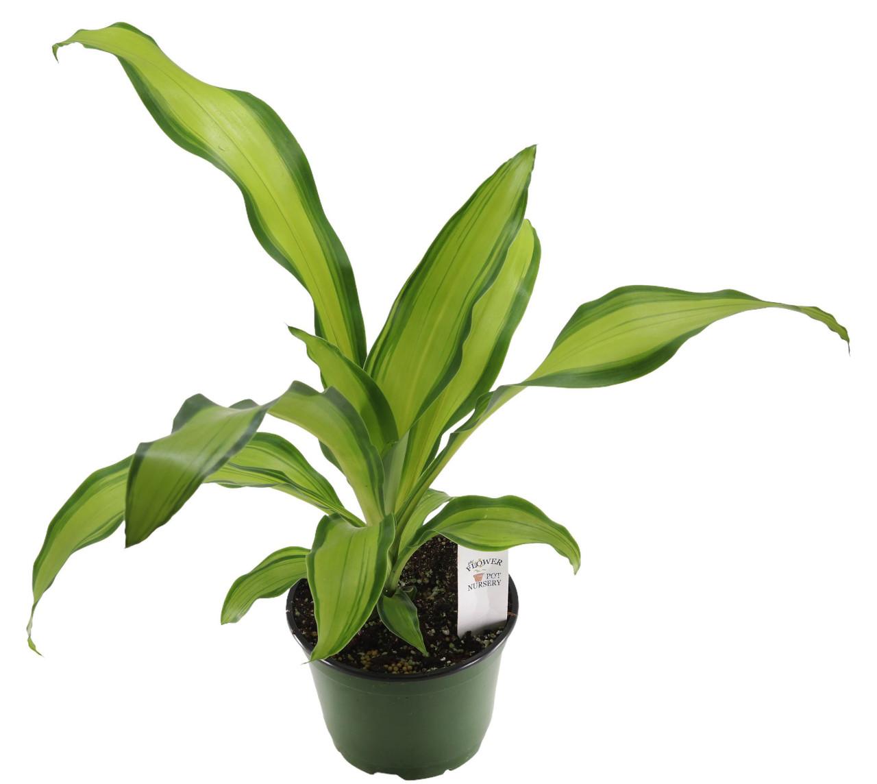 Dracaena Fragrans 'marley' - View 22 from www redcrocus com