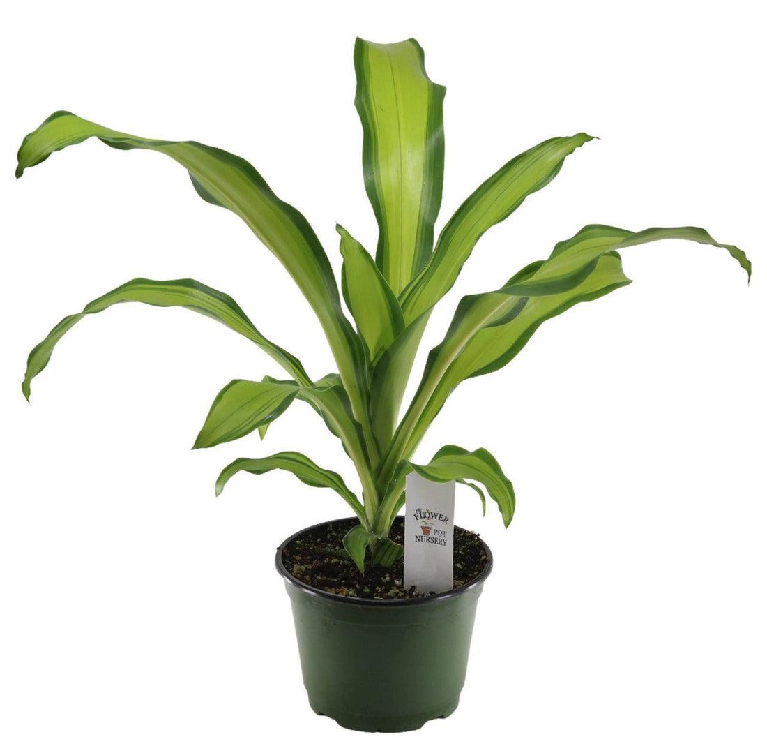 Dracaena Fragrans 'marley' - View 24 from www redcrocus com