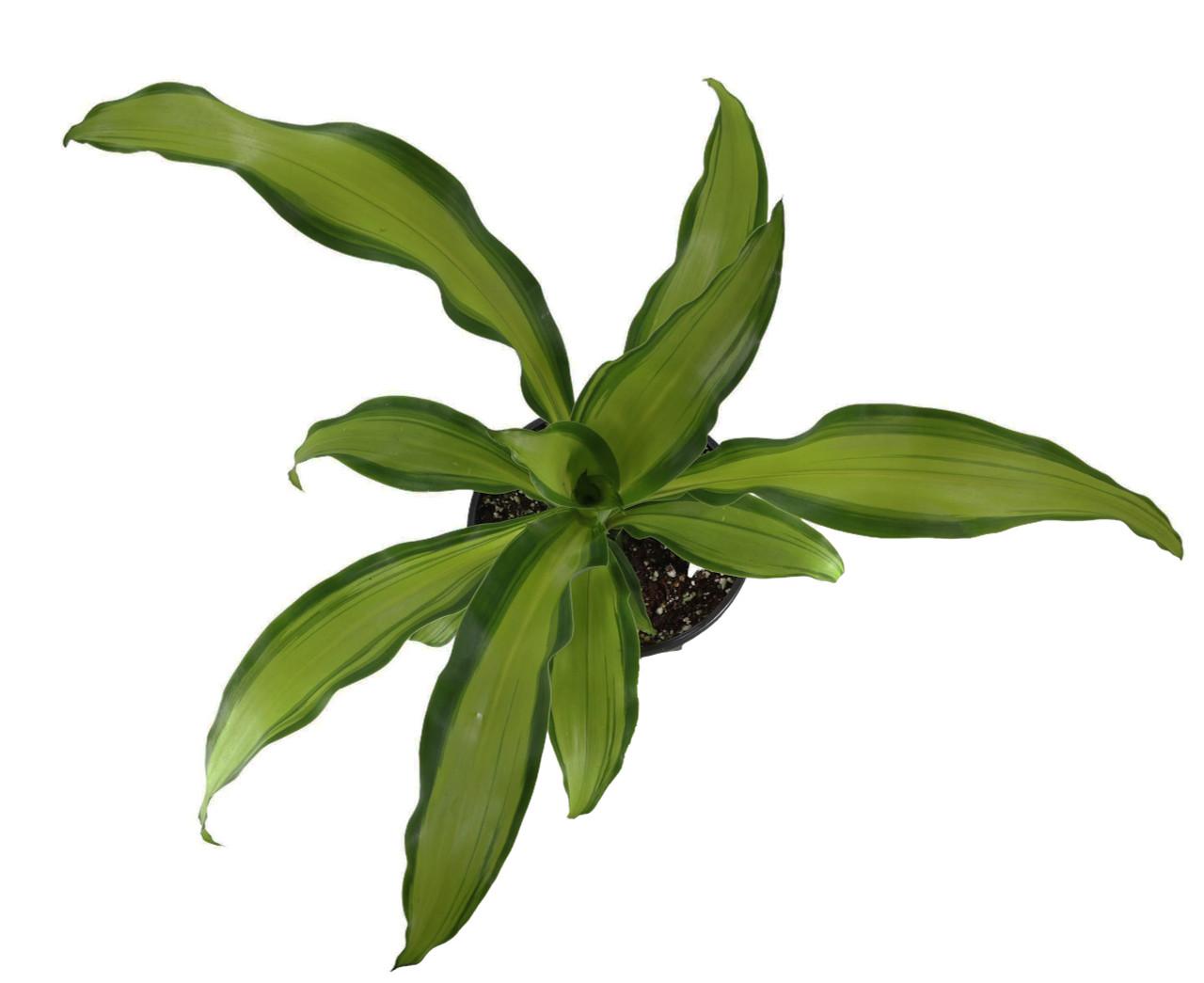 Dracaena Fragrans 'marley' - View 26 from www redcrocus com