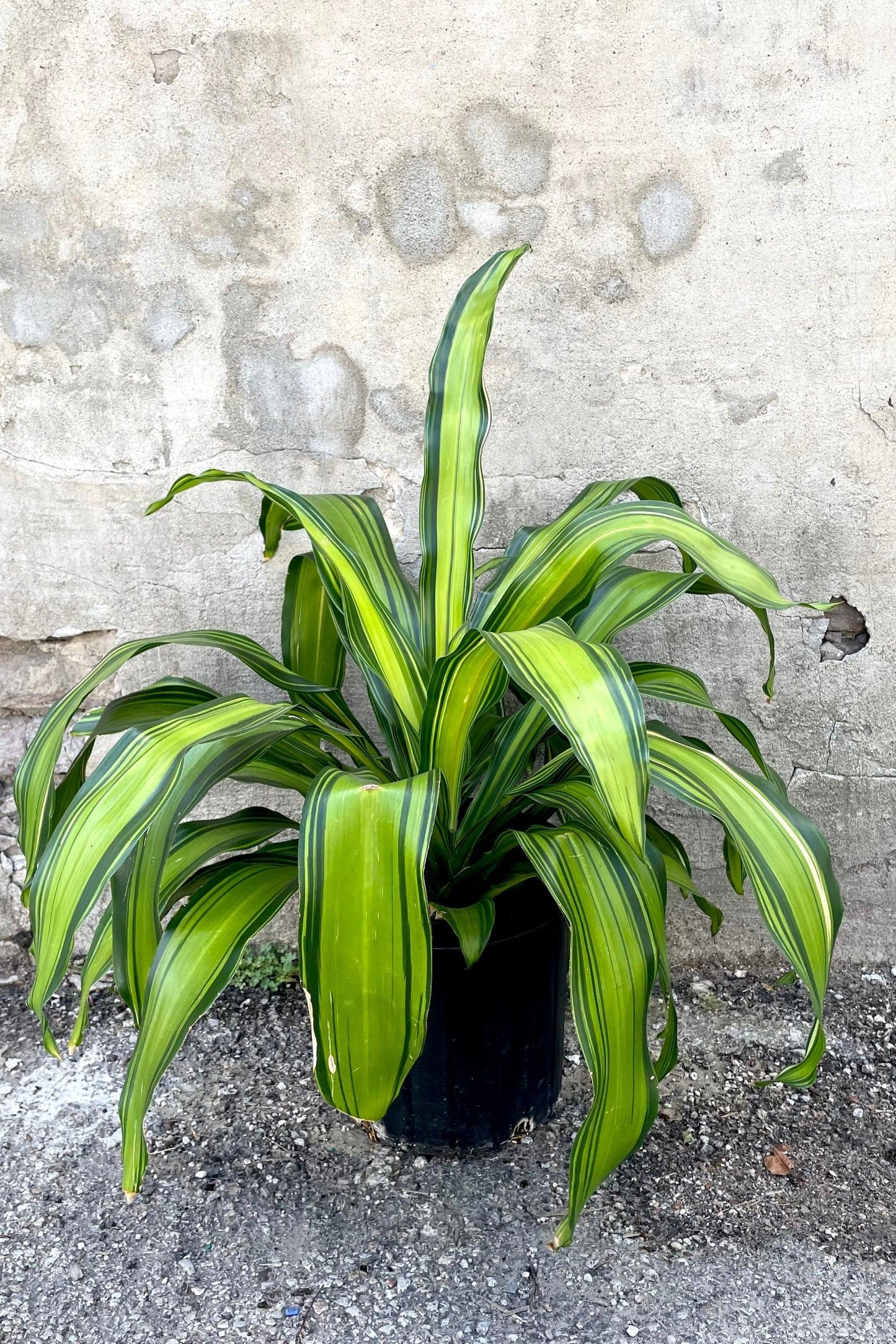 Dracaena Fragrans 'marley' - View 29 from www redcrocus com