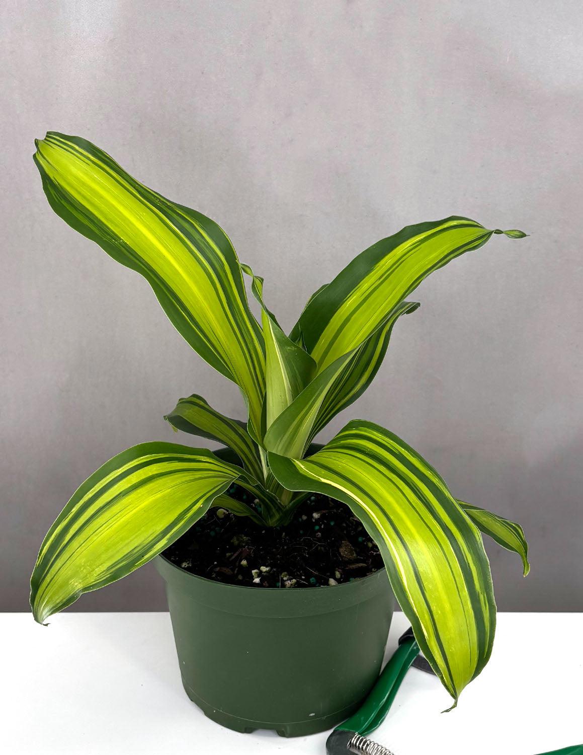 Dracaena Fragrans 'marley' - View 31 from www redcrocus com
