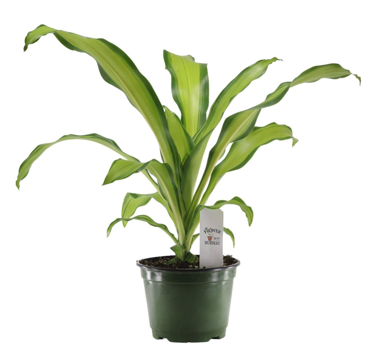 Dracaena Fragrans 'marley' - View 32 from www redcrocus com