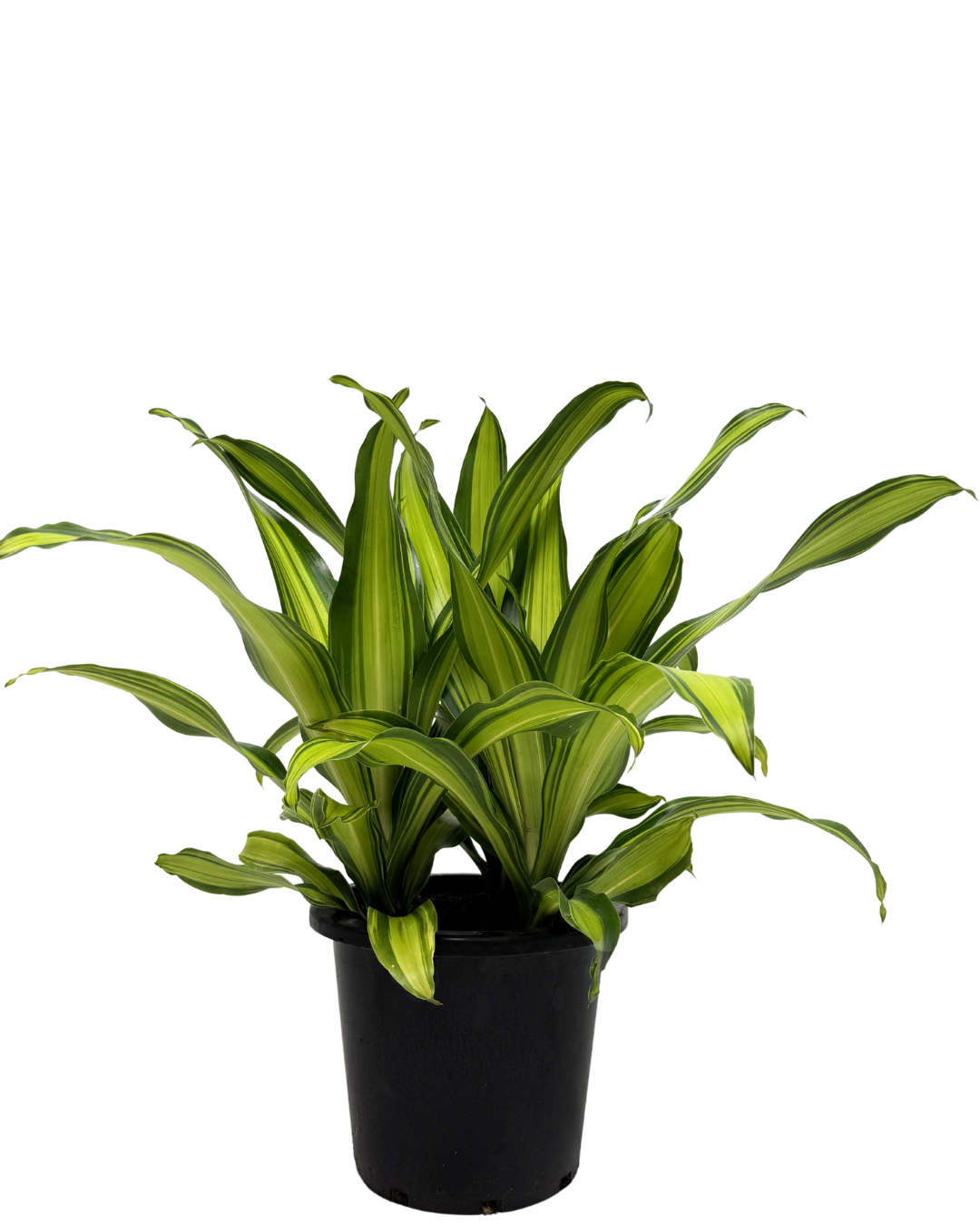 Dracaena Fragrans 'marley' - View 34 from www redcrocus com