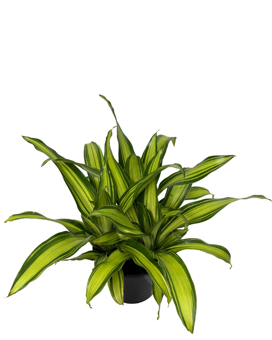 Dracaena Fragrans 'marley' - View 37 from www redcrocus com