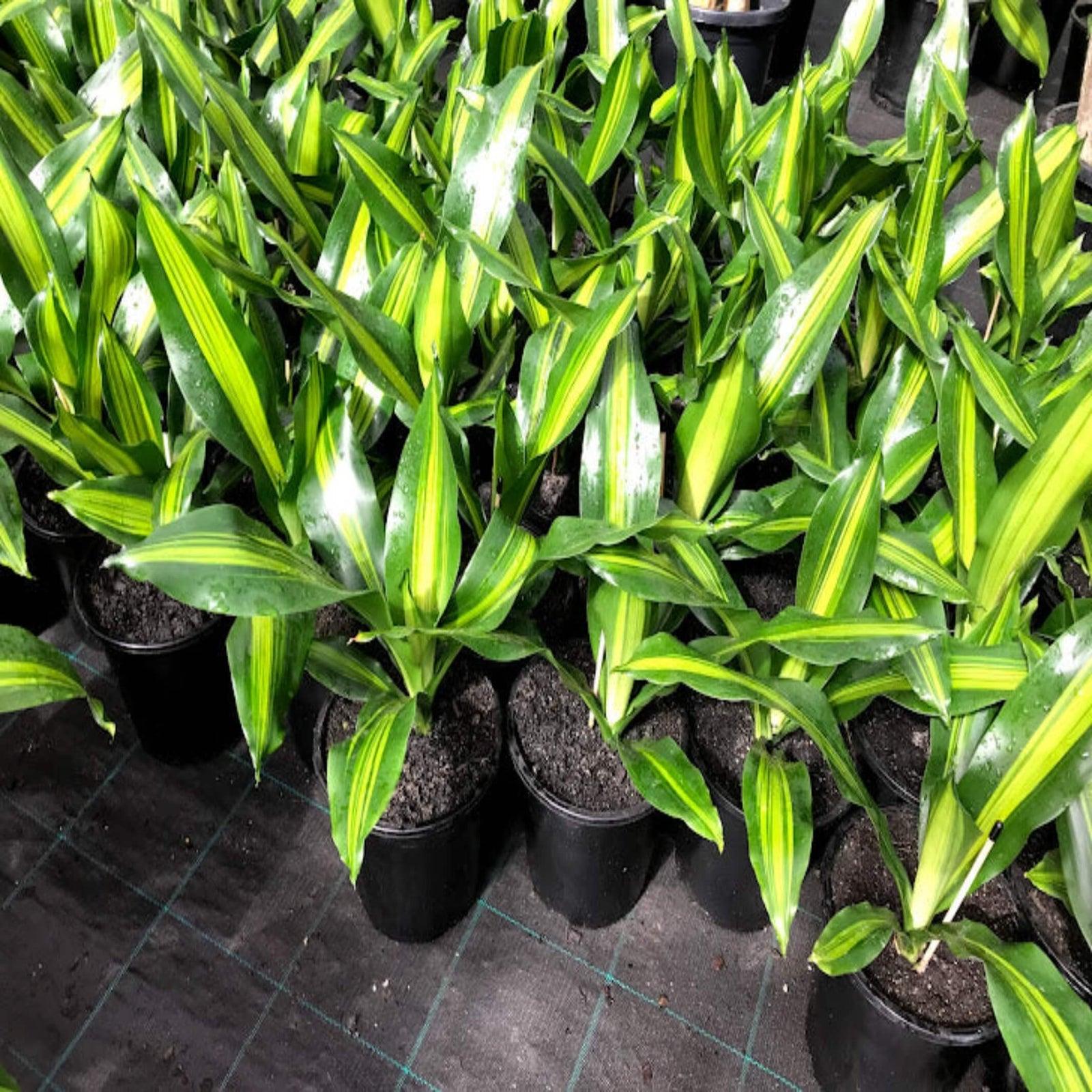Dracaena Fragrans 'marley' - View 38 from www redcrocus com