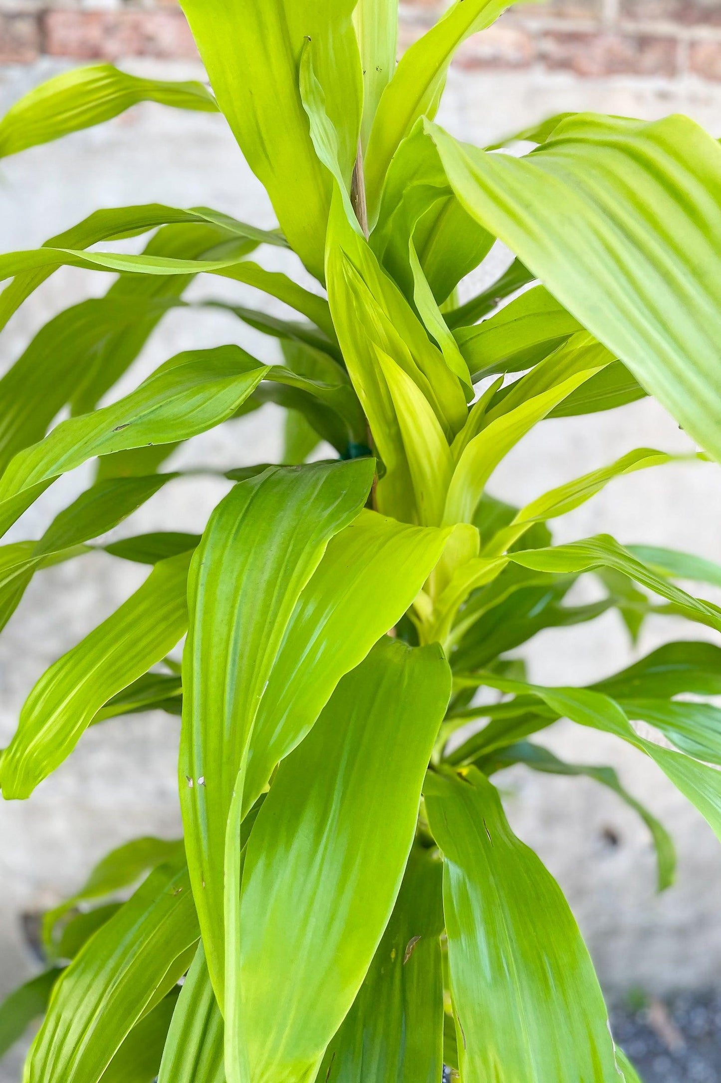 Dracaena Fragrans 'marley' - View 39 from www redcrocus com