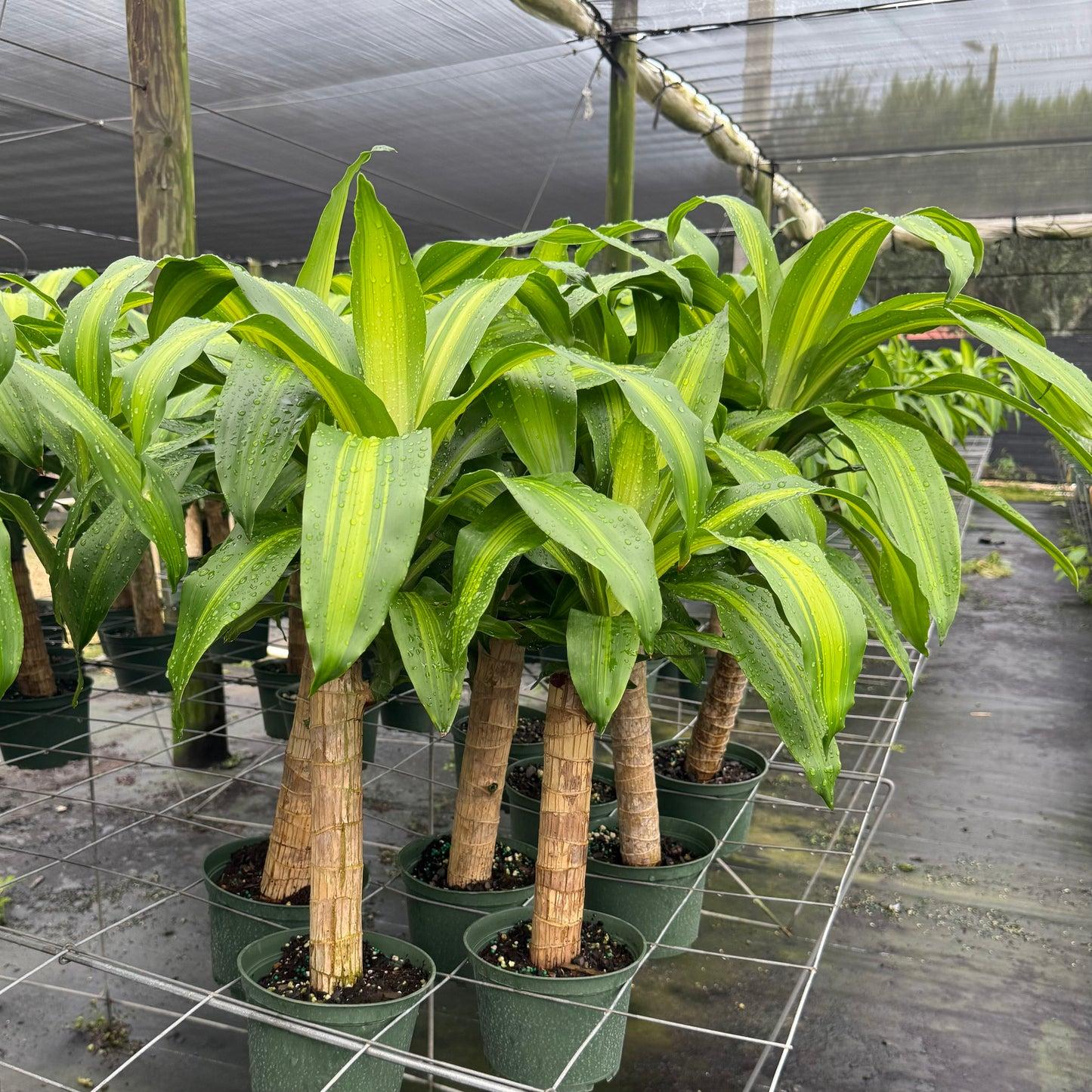 Dracaena Fragrans 'marley' - View 7 from www redcrocus com