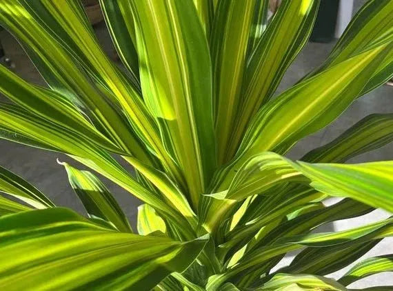 Dracaena Fragrans 'marley' - View 8 from www redcrocus com