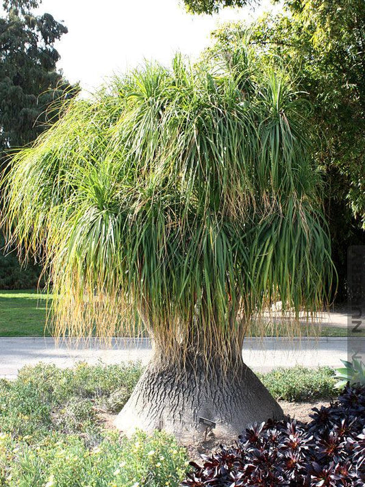 Palm Beaucarnea Recurvata - View 10 from www redcrocus com