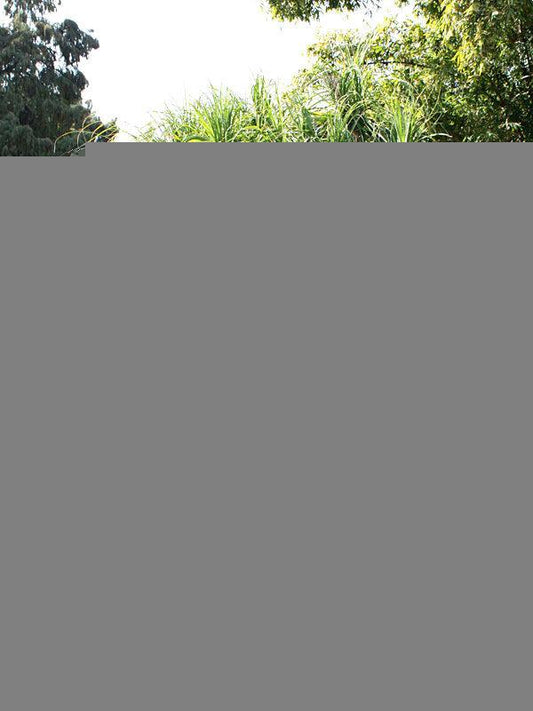 Palm Beaucarnea Recurvata - View 10 from www redcrocus com