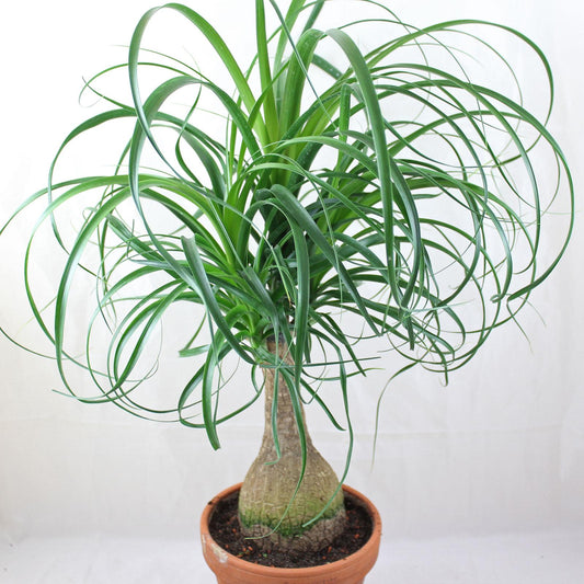 Palm Beaucarnea Recurvata - View 11 from www redcrocus com