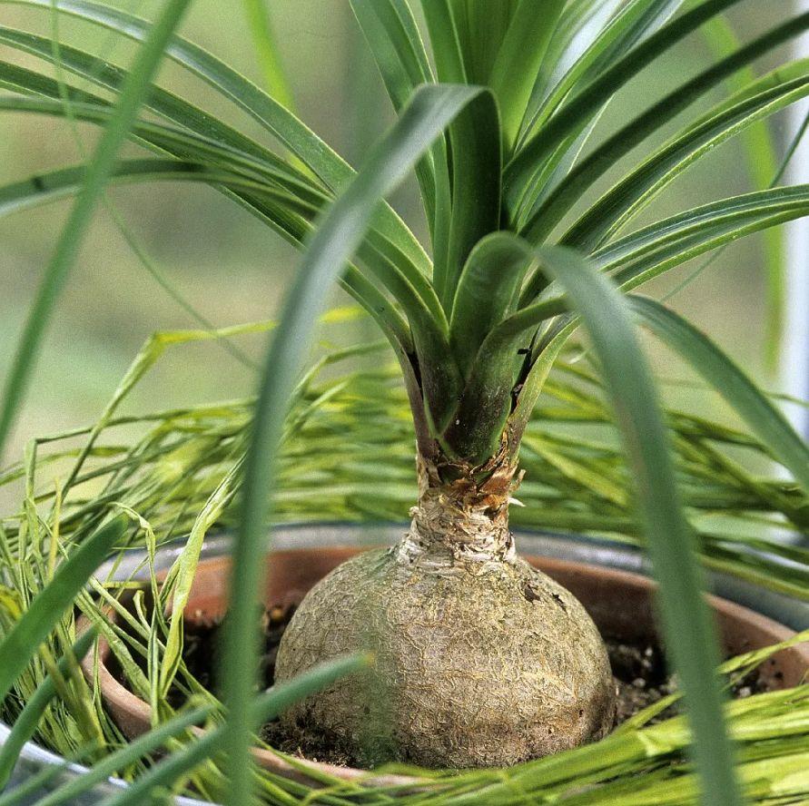 Palm Beaucarnea Recurvata - View 12 from www redcrocus com