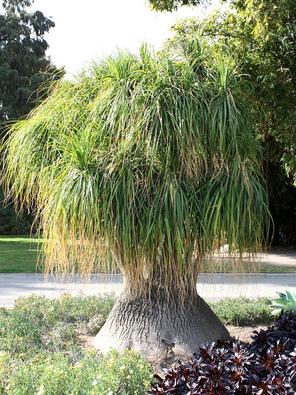 Palm Beaucarnea Recurvata - View 14 from www redcrocus com