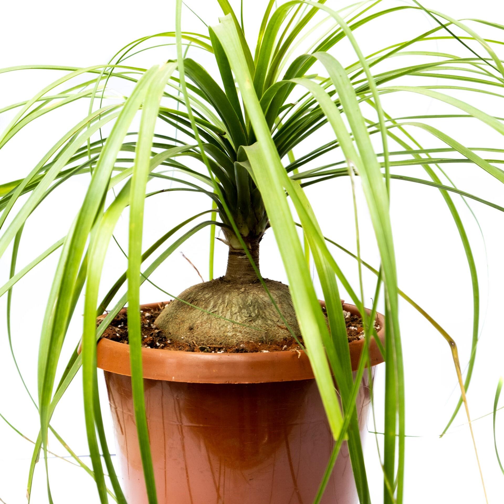 Palm Beaucarnea Recurvata - View 15 from www redcrocus com