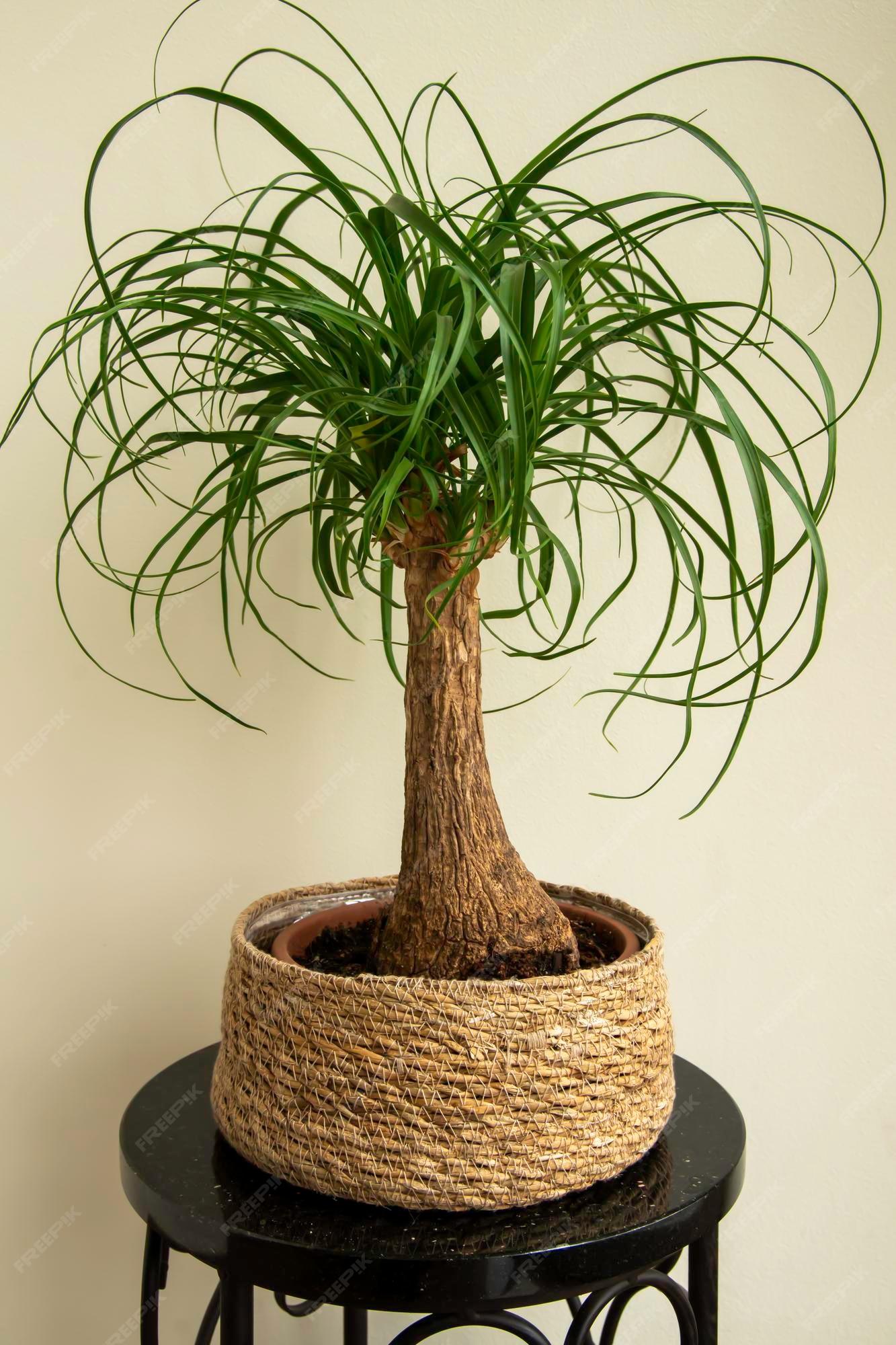 Palm Beaucarnea Recurvata - View 2 from www redcrocus com