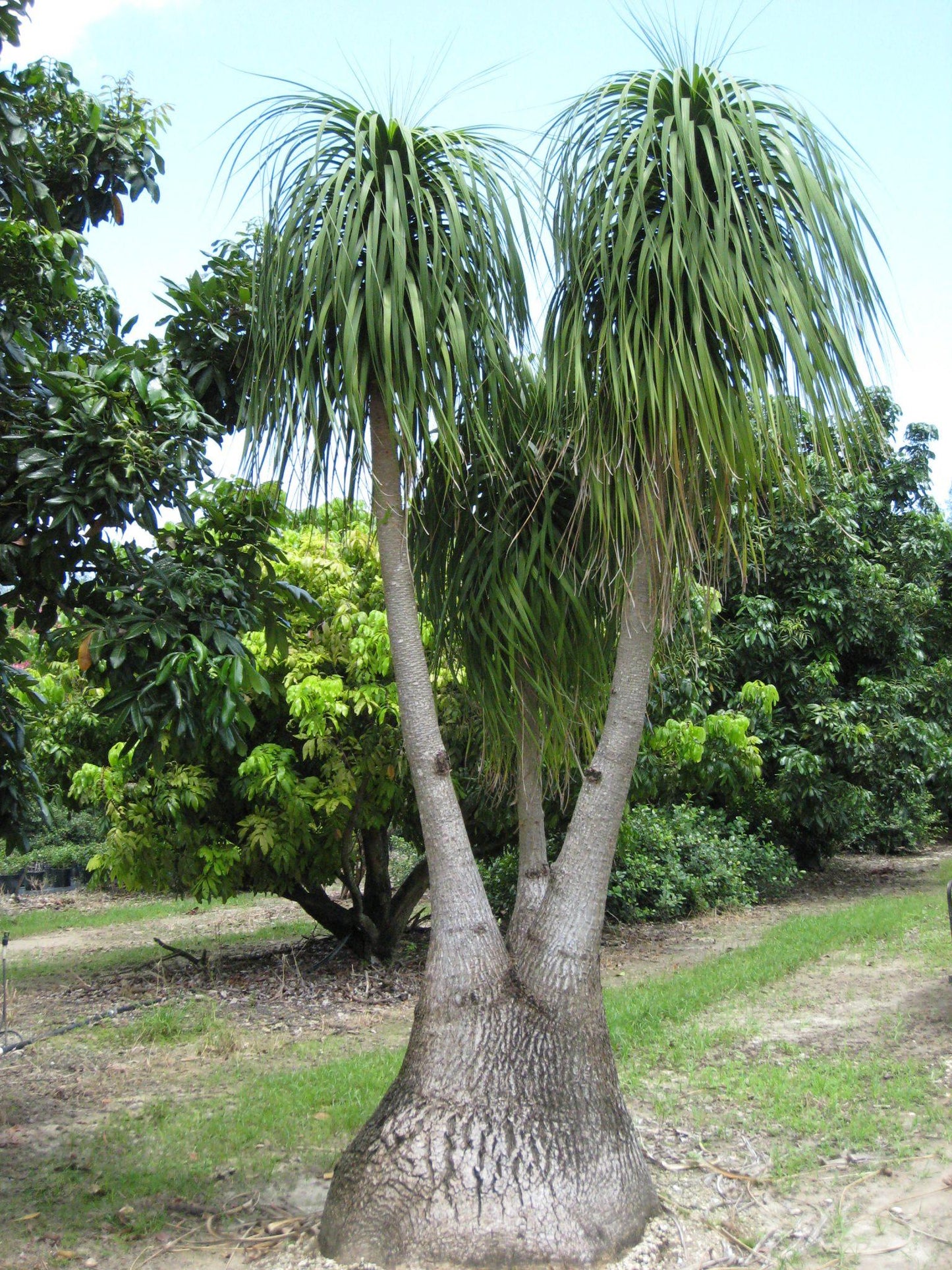Palm Beaucarnea Recurvata - View 3 from www redcrocus com