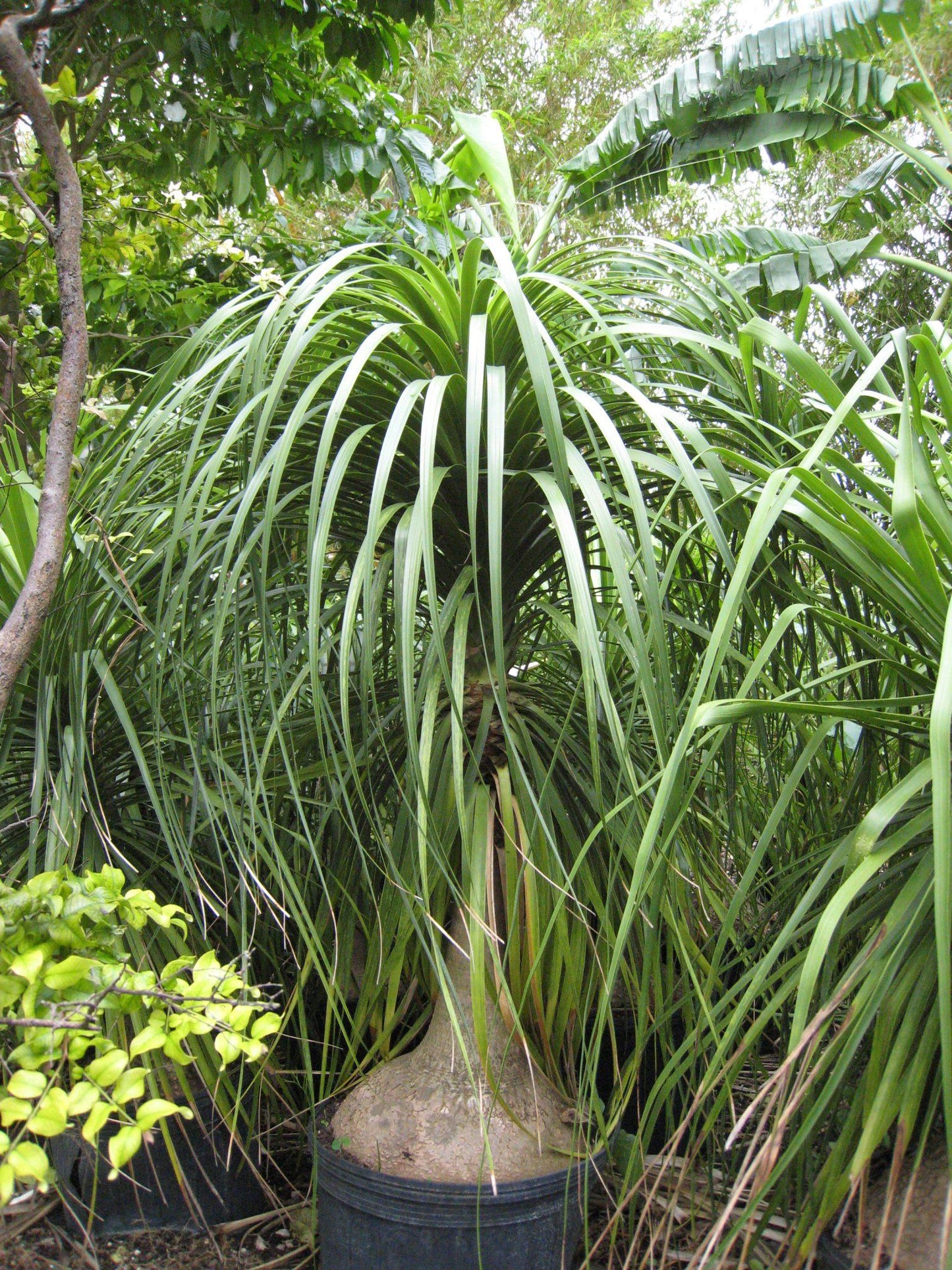 Palm Beaucarnea Recurvata - View 4 from www redcrocus com