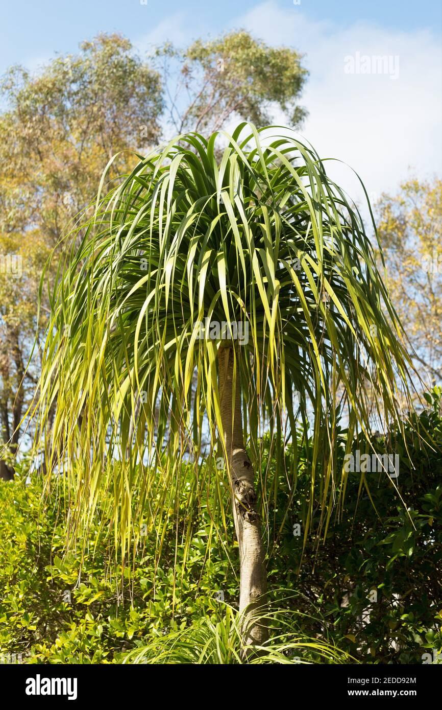 Palm Beaucarnea Recurvata - View 5 from www redcrocus com